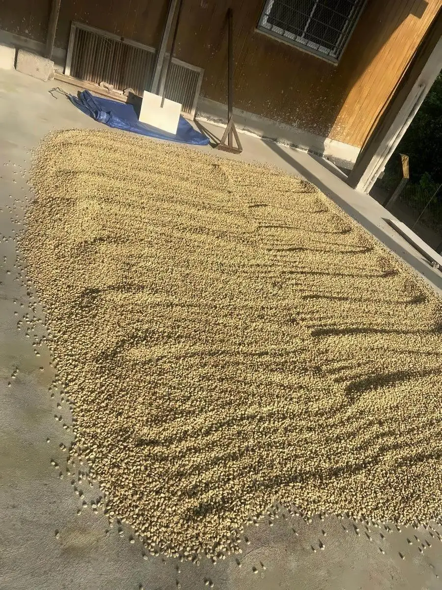 Beans drying in rows on the patio