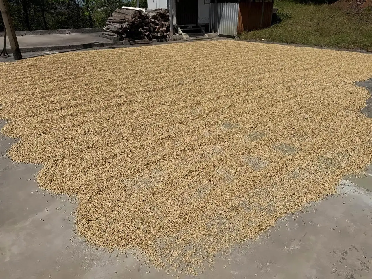 Coffee beans drying in the sun on the farm patio