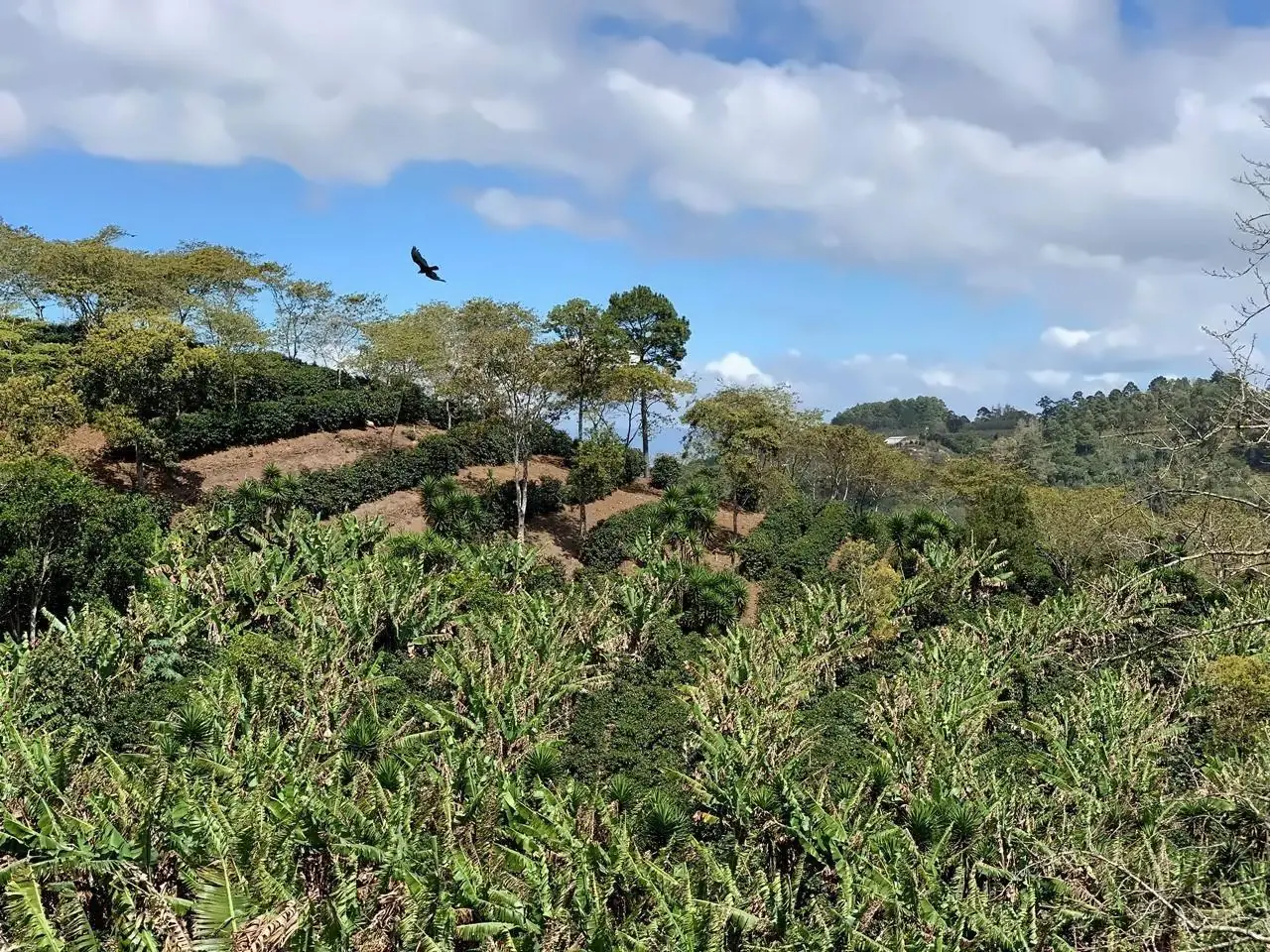 Panorama over Finca Doble Vía and the Chichilora Mountains