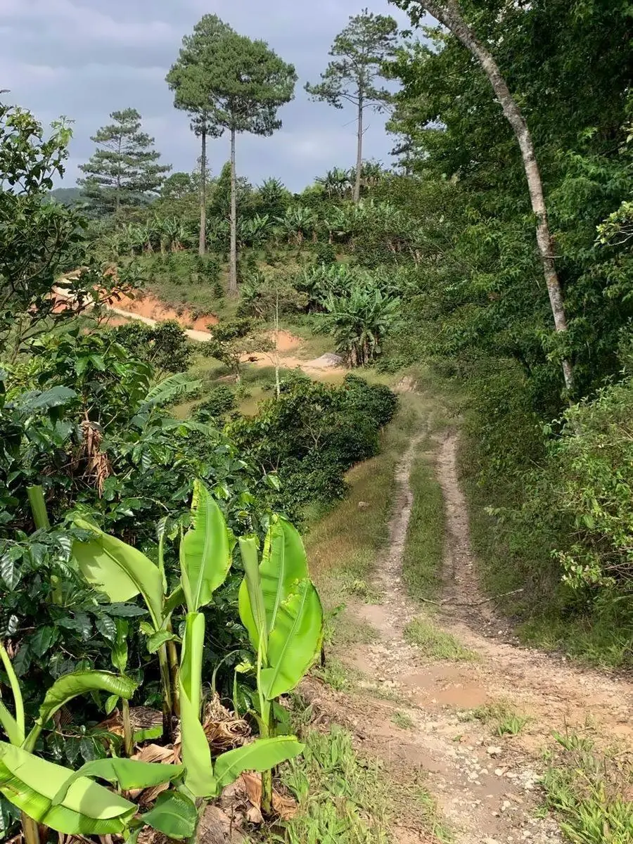 Track through the coffee trees on the farm