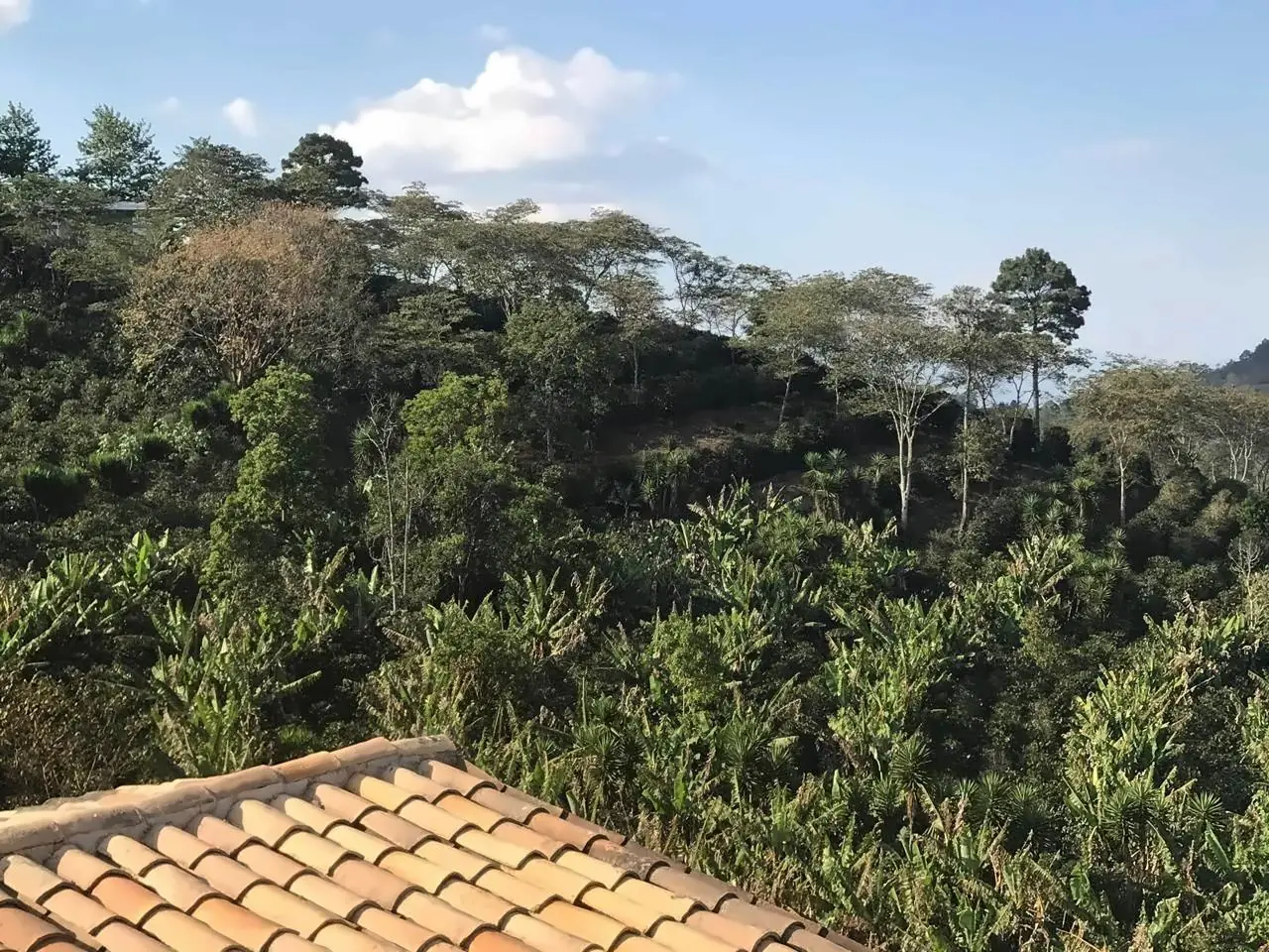 View across the coffee-covered hillside from the farmhouse roof